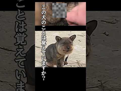 「覚えていますか？」実は蜂犬と嘲笑され続けた犬の真実が〇〇だった...#shorts