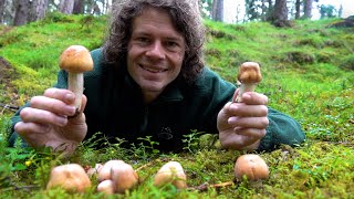 Pilzexplosion nach dem Regen - Pilze sammeln im Juli 2025
