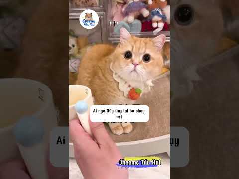 Tại sao Quý Quý lại ghét bạn trai tôi đến vậy | Cheems Tấu Hài #pets #cat