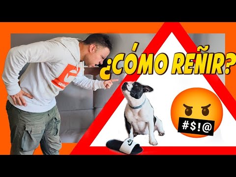 CÓMO REÑIR A UN PERRO 🐶 (Corregir y Castigar 🤔) Educación Canina  🐾