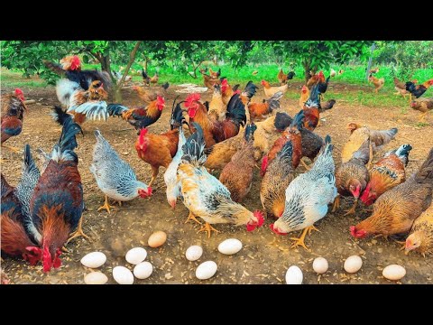 Method Raising Chickens Homestead 🏠 How to Make Your Chickens Produce Bigger Eggs