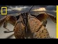 Coconut Crabs and Photography