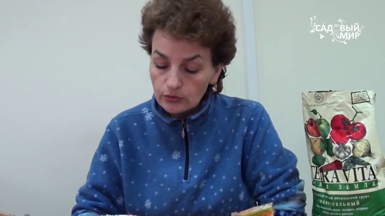 Черная ножка на астрах. Как спасти рассаду