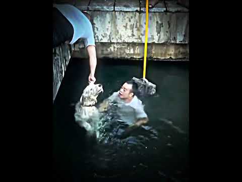 Real Man🖤 #humanity #dog #help #drowning #animals