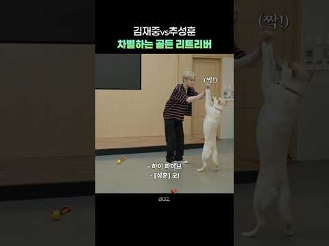 김재중 vs 추성훈 차별하는 골든 리트리버 ㅋㅋㅋㅋ #추라이추라이