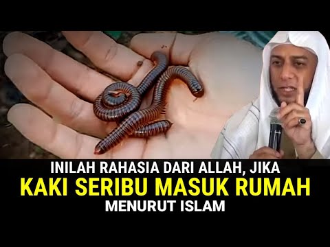 JANGAN ABAIKAN !! Ini Pertanda Jika Kaki Seribu Masuk Rumah Menurut Islam
