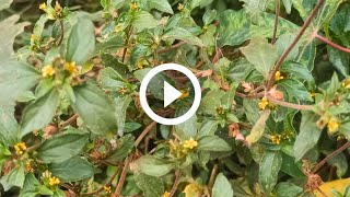 Eddagala Lyo Musajja Kukuwa Sente Gwe Omukyala Nga bakuzina By Kansiiwa