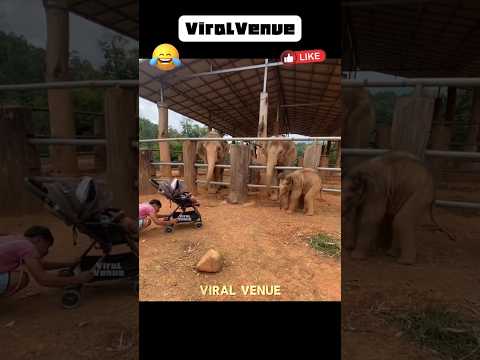 ✨🐘 ஆத்தி நம்மக்கே tough குடுப்பான் போலயே! 🥰😍