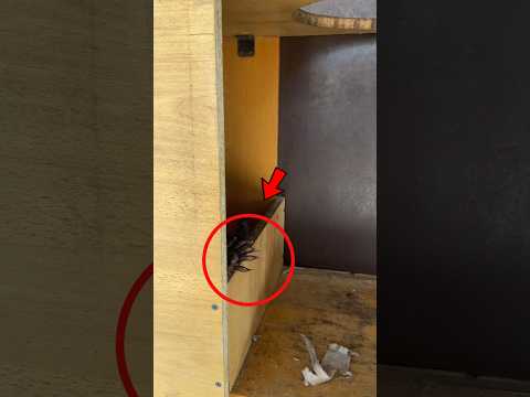He Found a Creepy Hand in the Woods... And It's Real 😱
