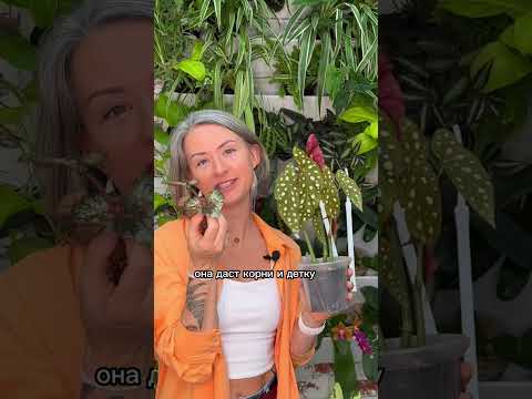 Размножаем ?