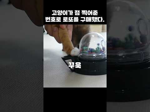 고양이가 점 찍어준 번호로 로또를 구매했더니..