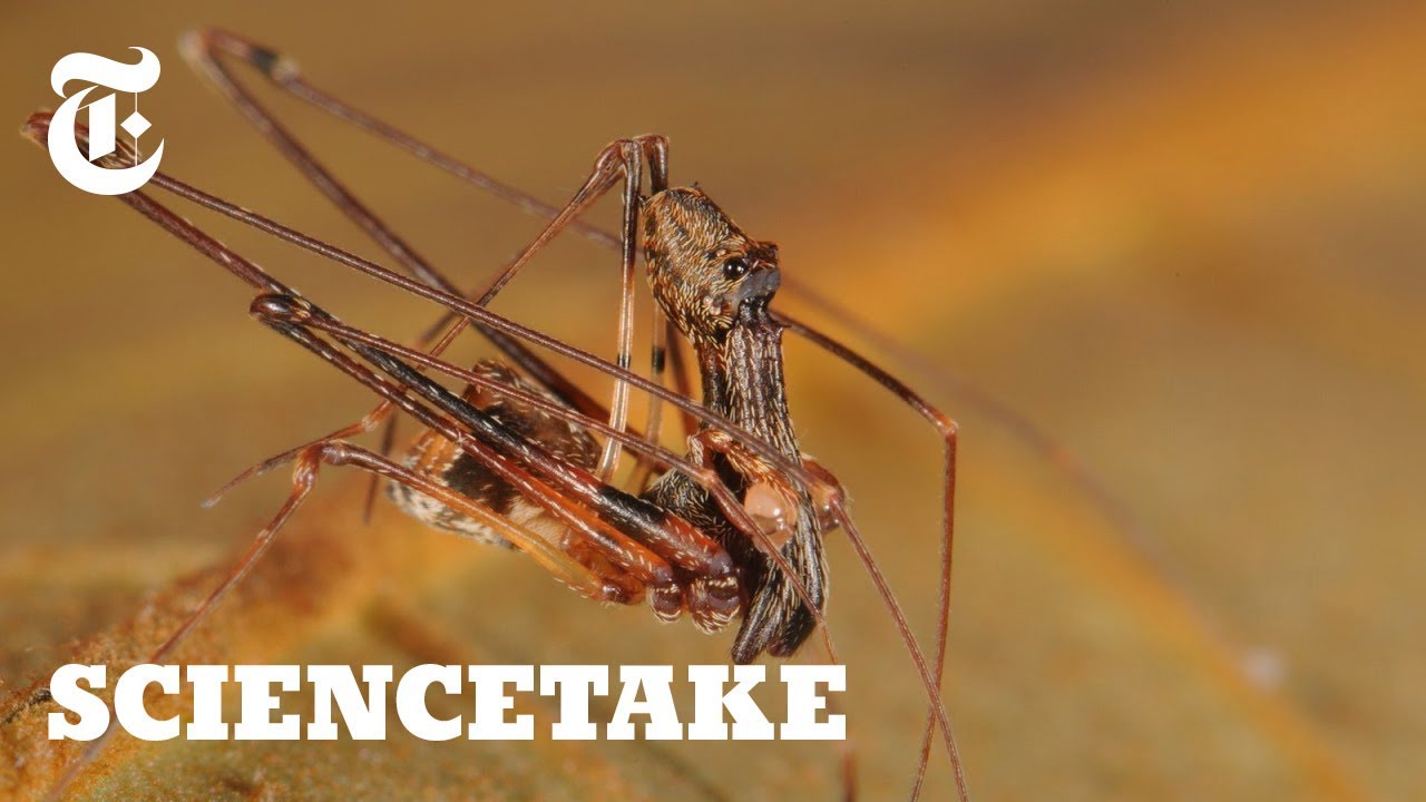 Pelican Spiders, Ancient Assassins That Eat Their Own Kind ScienceTake