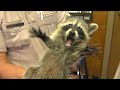 Pet Behavior and Reactions Assessment