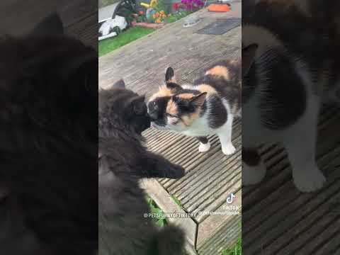 I see that you're not subbed? π€¨π«΅