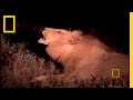 Understanding Lions: The King of Beasts