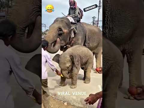 🐘😎நா பாரின் ரிட்டர்ன்ஸ்... ஃப்ரூட்ஸ்லாம் சாப்பிடமாட்டேன்! 🍌🐘😂