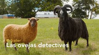 Las ovejas detectives - Trailer final español