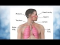 Respiratory System Functions and Processes