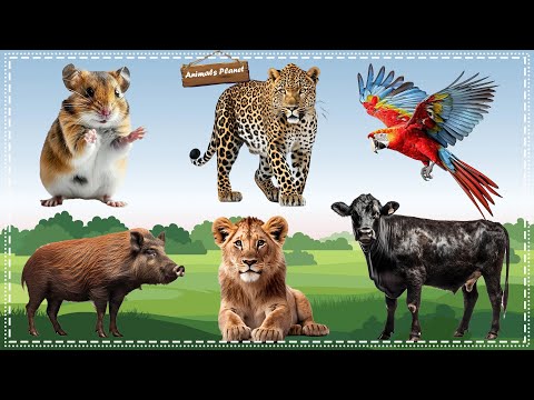 Funny and Adorable Animals Videos: Hamster, Leopard, Parrot, Boar, Lion, Cow