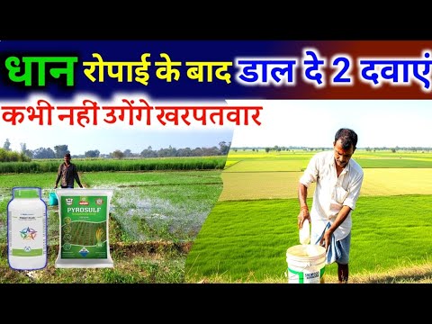 धान रोपाई के बाद 3 दिन के अंदर ये दो वीडनाशक डाल दें नहीं होगें खरपतवार।Apply two herbicides paddy