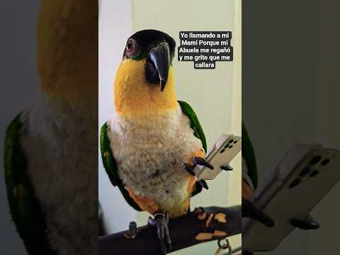 Cuando la bendicion te LLAMAporque lo REGAÑARON#funnyanimals #birdlovers #parrotlover #cuteanimals