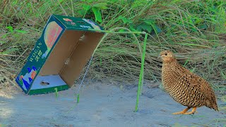 Amazing Creative Unique Homemade Pigeon Trapping Technique Using Cardboard Box and Wooden Work 100%
