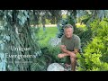 Characteristics of Unique Pine Species