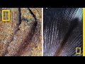 Penguin Evolution and Fossil Discoveries