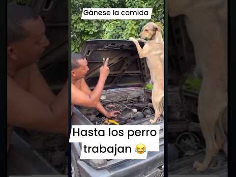 Gánese la comida