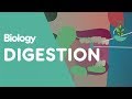 Understanding Digestion
