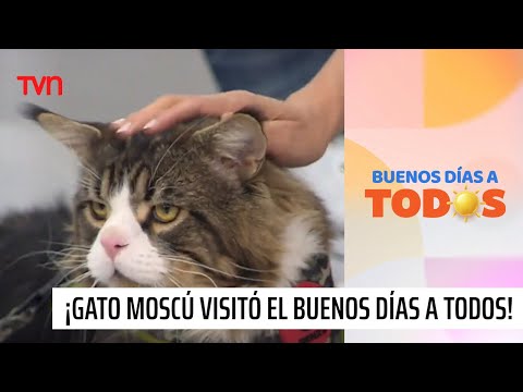 "Moscú", el famoso gato gigante visitó el "Buenos Días a Todos" | Buenos días a todos