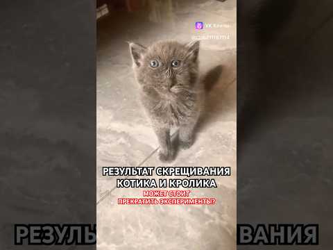 Результат скрещивания котика и кролика 🧐