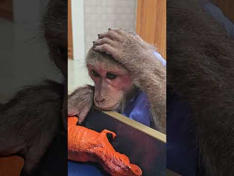 Super monkey kuku is sad because he lost his candy#shorts#babymonkey#animal
