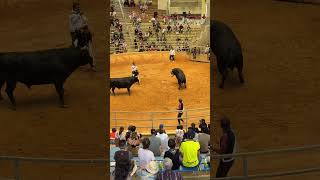 Okinawa Bull Fights #japanlife #okinawa #notwhatyouthink