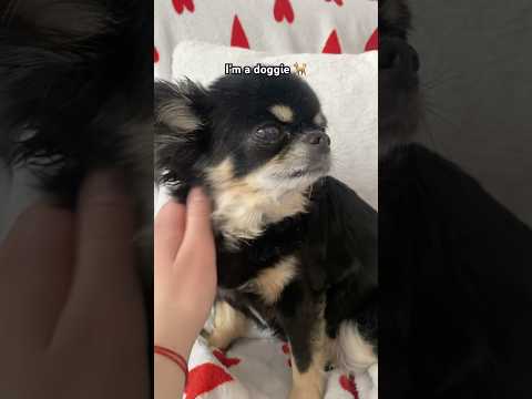 do you understand?! #dog#chihuahua#funny#shorts#shortvideo#youtube#youtubeshorts#viral#trending#cute