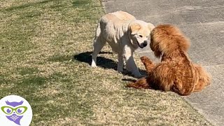 Perdió la Movilidad de sus Patas y Ganó la Mejor Amiga del Mundo