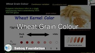 Wheat Grain Color