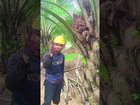 #malaysia #পাম_বাগান