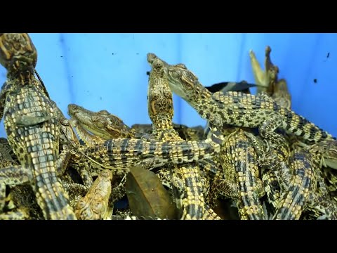 More than 10,000 small crocodiles were relocated   #crocodile   #crocodileseedling   #newfarmer