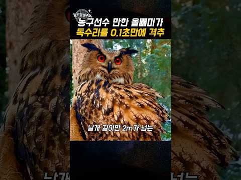 김치냉장고 크기 새가 0.1초 만에 독수리를 떨어뜨렸다