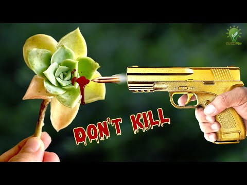 8 FATAL SUCCULENT GROWING MISTAKES TO AVOID ☠ | How To Grow Succulents and Cactii?