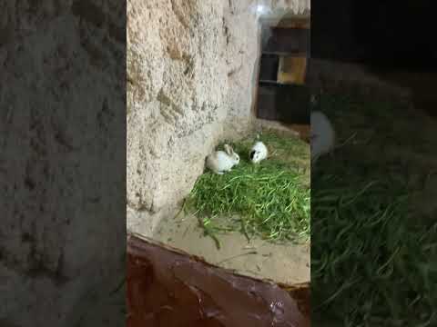 لما اخوك الكبير يضحك عاليك😡 #اكسبلور #trending