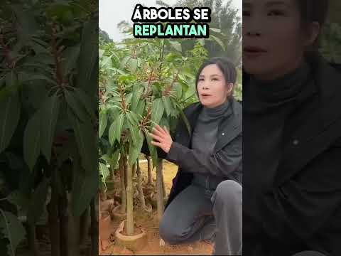 El Secreto Chino para Cultivar Mangos Sin Hueso ¡Sorprendente Técnica!👍👍👍