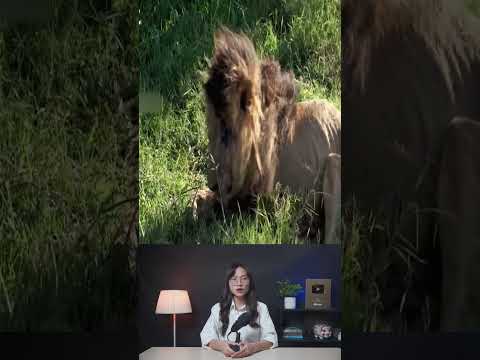 Sau khi sư tử đực bị đầu độc thực sự đã tìm ra cách giải độc #shorts #khampha