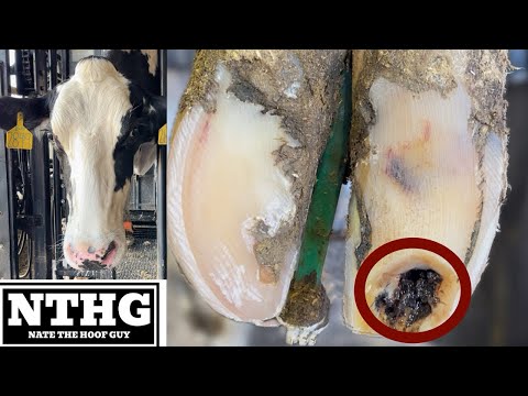 Cow’s HOOF is FULL of PUNGENT GUNK