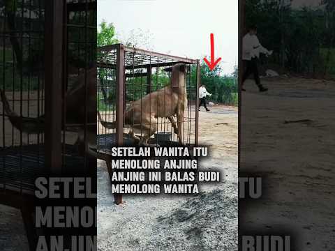 Balas Budi Anjing