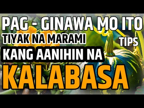 PAG - GINAWA MO ITO TIYAK NA MARAMI KANG AANIHIN NA KALABASA - KALABASA TIPS | D' GREEN THUMB