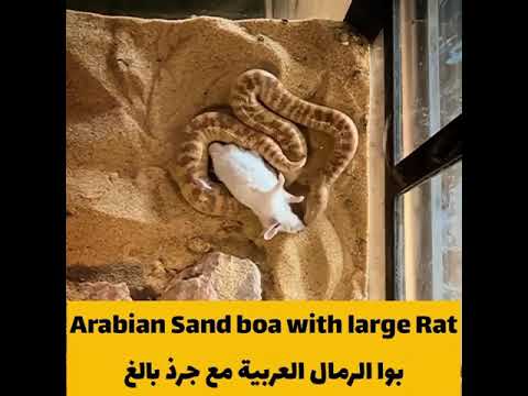 هل تتوقعون أن هذه الأفعى بإمكانها بلع هذا الجرذ البالغ؟ 😨 / Arabian sand boa / #مهدي_ليث