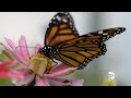 Pollinator Importance and Garden Care