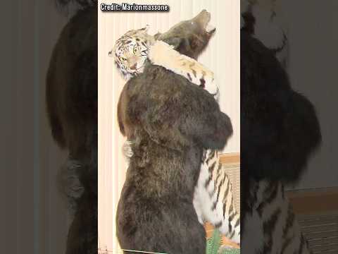 Der Ort An Dem Bären Gegen Tiger Kämpfen